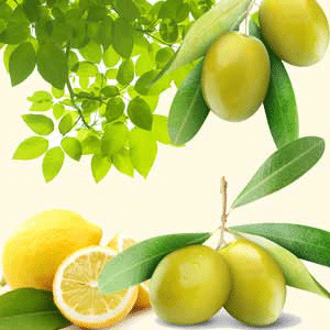 OMG Olive EH fragrance oil