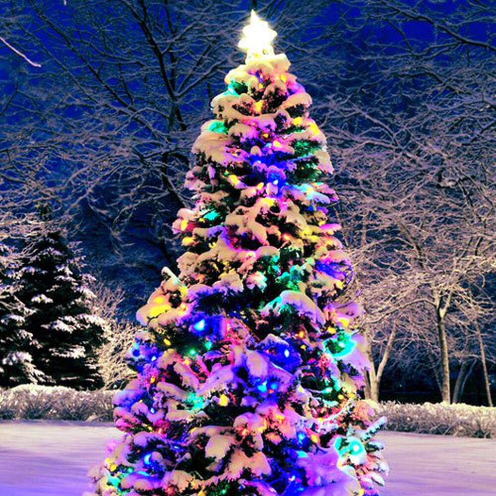 Christmas Forest Parfümöl mit Tannenzweigen und winterlicher Waldstimmung für Seife und Kosmetik