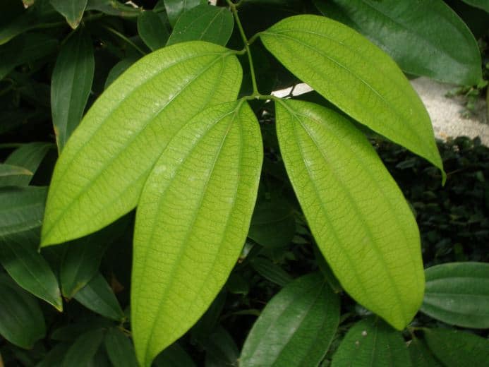 Cinnamon Leaf Oil Essential Oil